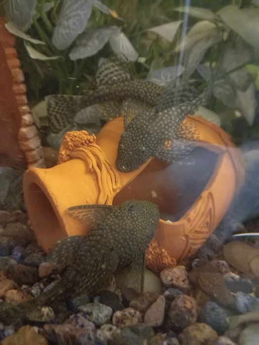 Анциструсы взрослые, сомики, рыбки