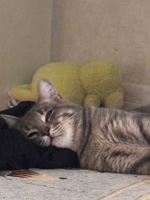 Отдам кота бесплатно