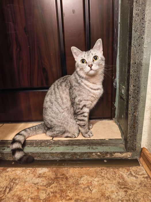 Отдам кошку в хорошие руки