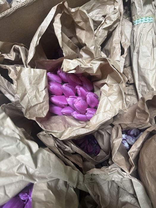 Тюльпаны штучно даем