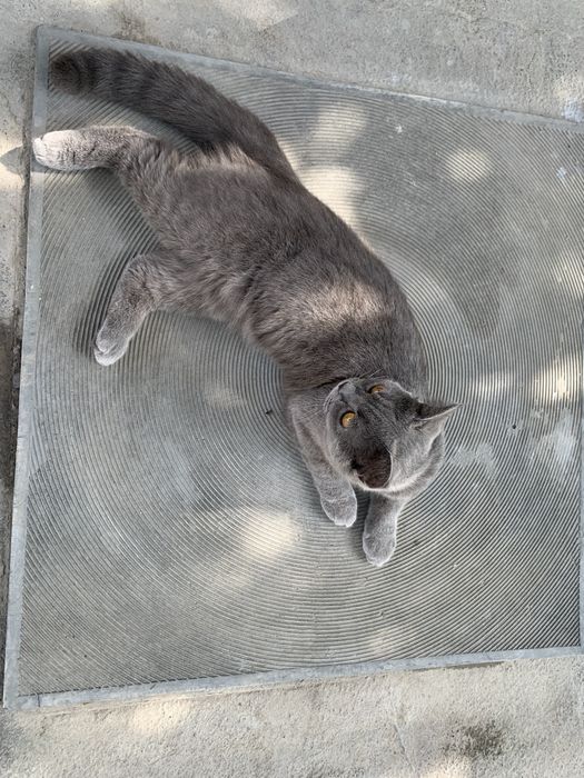 Кот (Скотиш страйт)