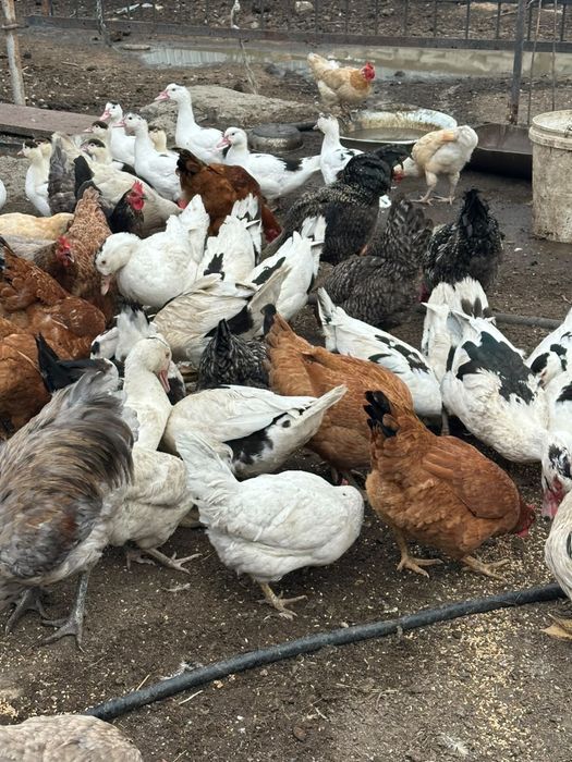 Продам уток и селезень