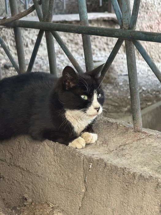 Котик ищет семью