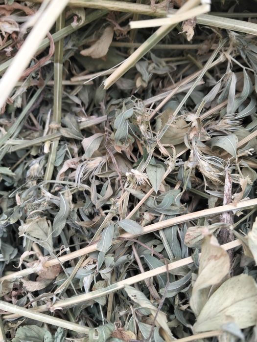 Vând baloți de lucernă 150×120