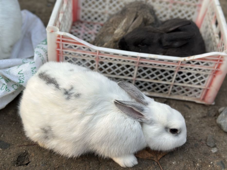 Quyon bolachalari sotiladi