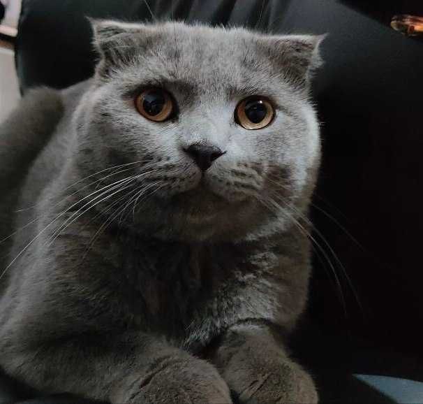 кот скотиш фолд на вязку