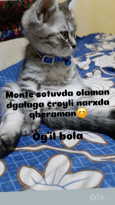 Mushik sotiladi 3 oylik ôğil bola rosa ôynoqi