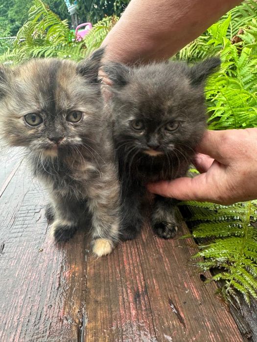 Котятки перс-экзот и сибирские