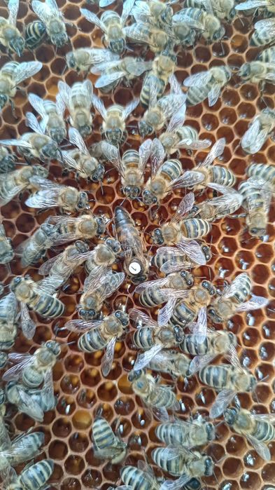 Matci Carnica F1 Linia Perner,Regine imperecheate