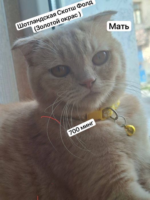 Скотш фолд котята и мама