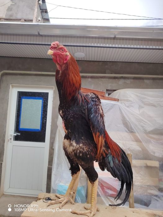 Kareya shamo sotilaadi
