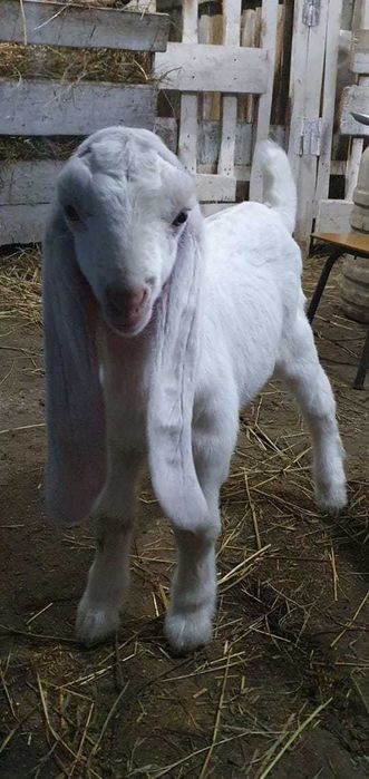 Гулаби,козлик,75%