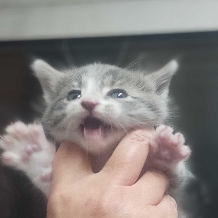 1-месечно момченце търси дом