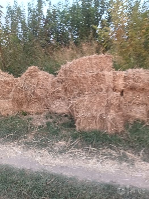 Ут камич г'умак беда аралаш прес