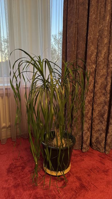 Продам комнатные цветы 15000 тенге