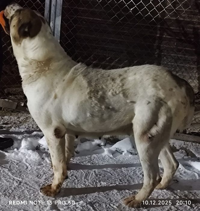 Продам взрослого Алабая!