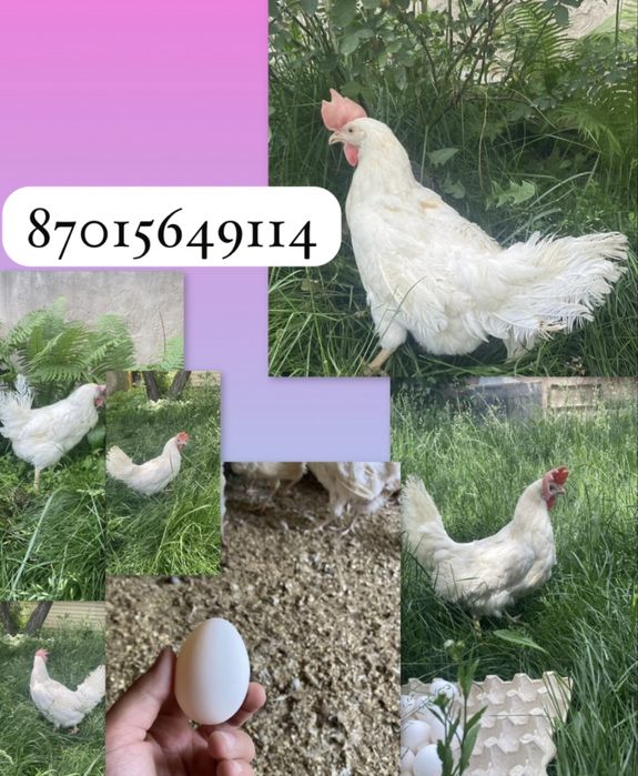 Куры несушки на яйца