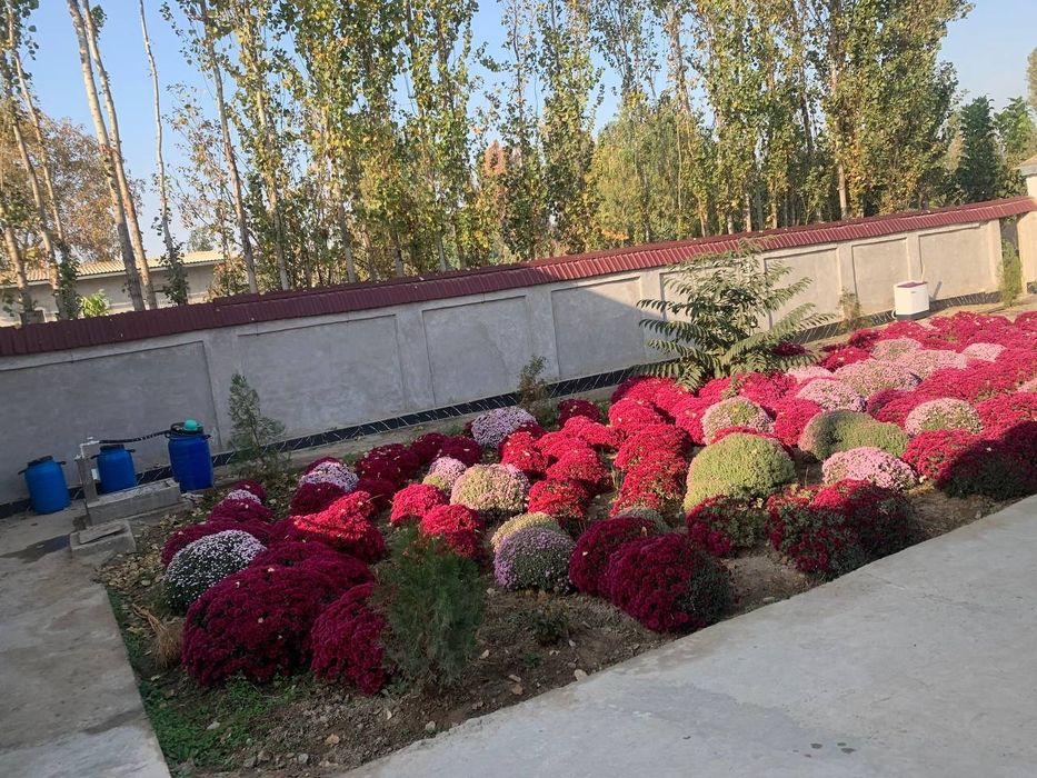 Тошкент вилояти, Чиноз тумани 12 сотих 10 хона 
Самарқанд МФЙ.
Янги Ҳа