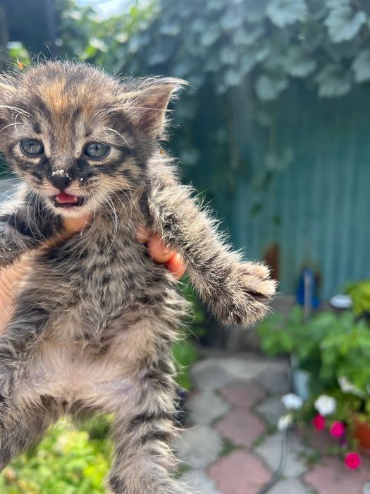 Котята 2.5 месяца