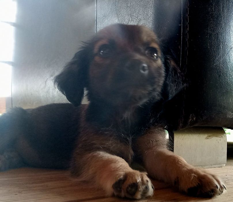 Adopție catelus de doua luni