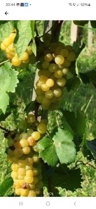 Struguri de casă bună pt vin