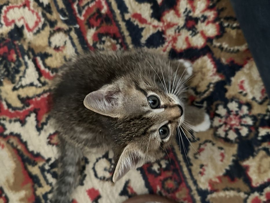 Котята 4 шт в добрые руки