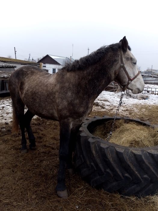 Продам жеребца на племя
