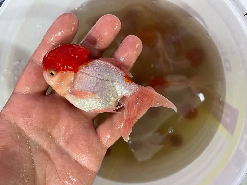 Akvarium baliqlar dokoni sergili va yunusobod