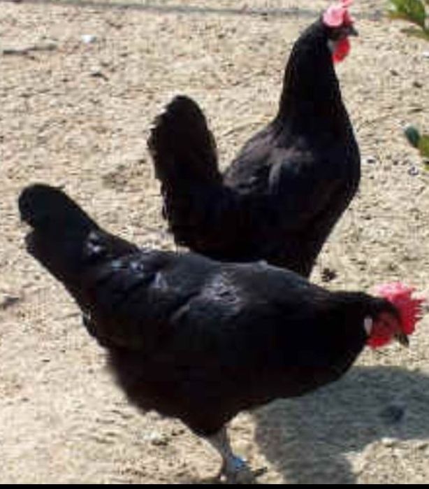 Куры и Петух черный