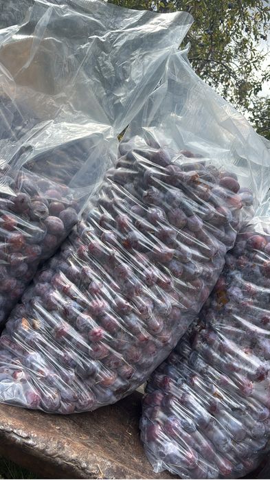 Vând o tonă de prune