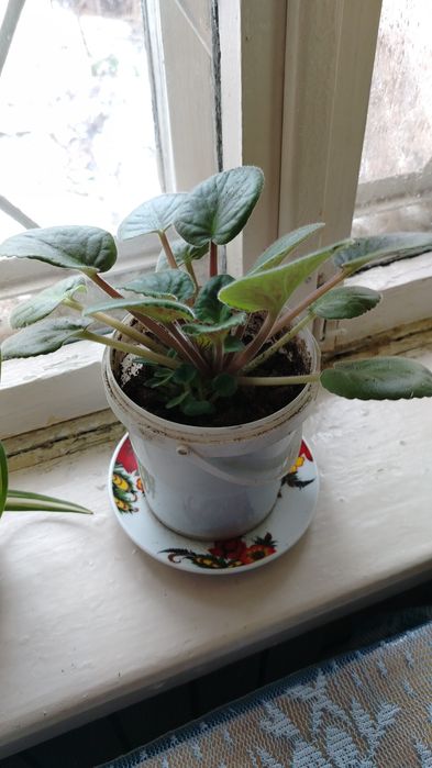 Комнатные цветы по 1.500