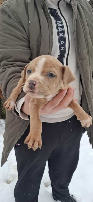 Малки бебета питбул