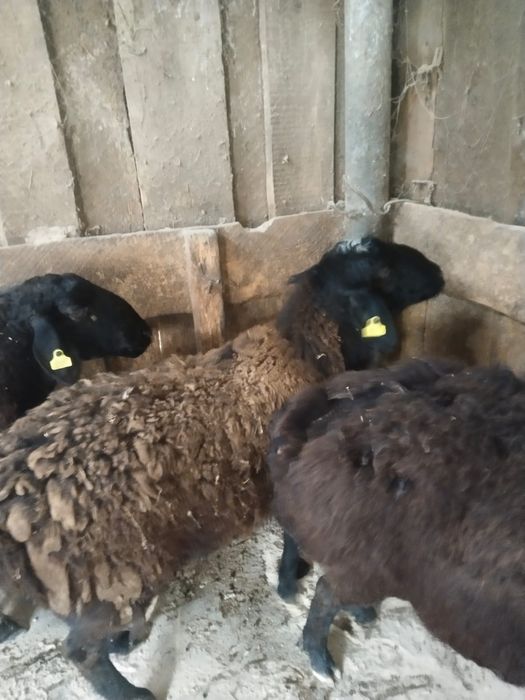 Продам гиссарскую матку