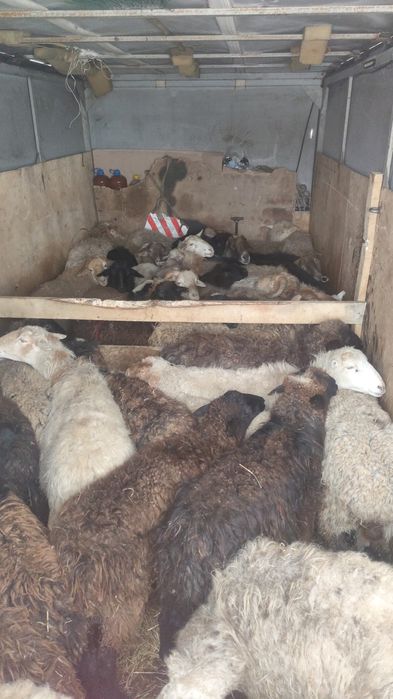 Перевозка  скота