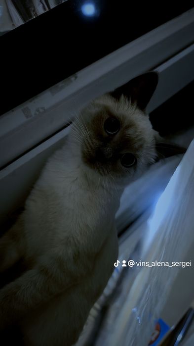 Отдам кота в добрые руки,к лотку приучен)