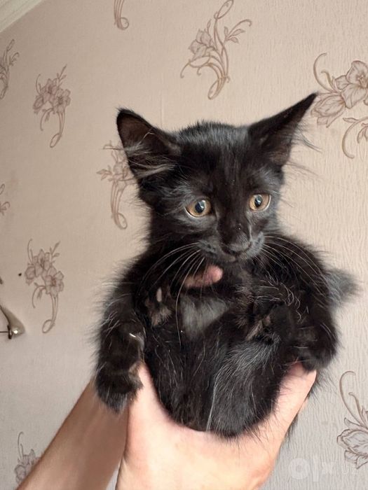 Котята "Баракат"