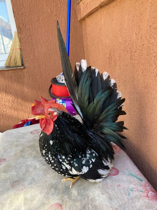 Ouă pt incubat din păsări Chabo Bobat de vânzare