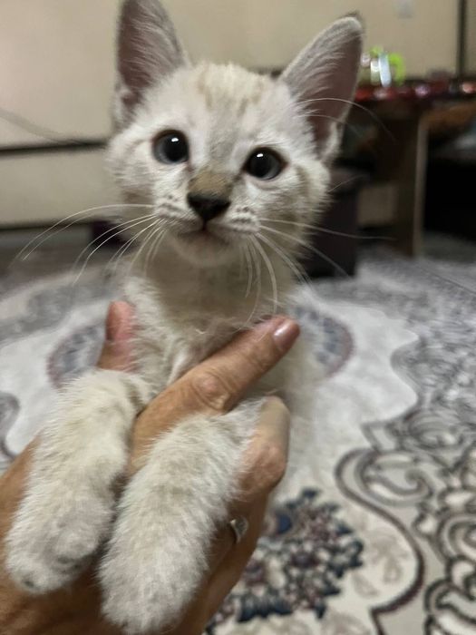 Отдадим котят в добрые руки