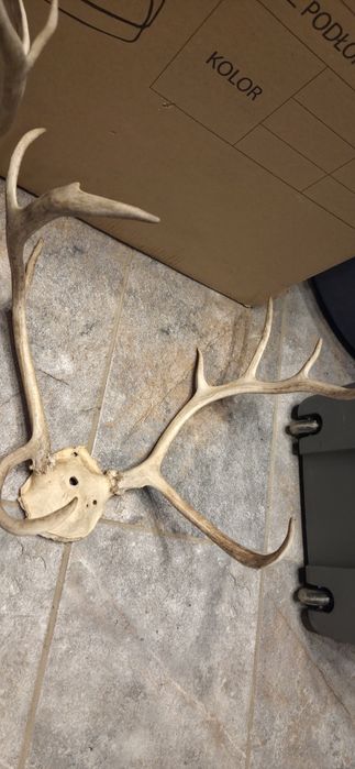 Vand 2 trofee cu coarne de ren f.rare.Vedeti cele 6 poze atasate  la anunt