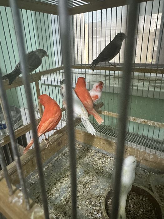 Canari diverse culori masculi/femele