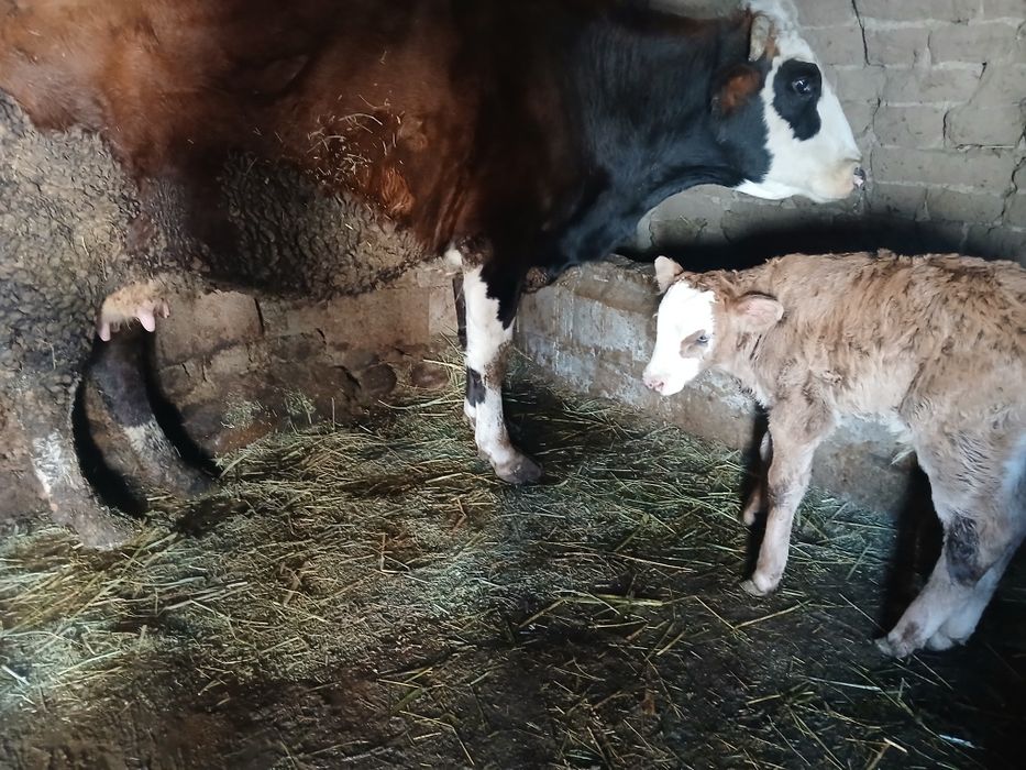 корова с телёнком