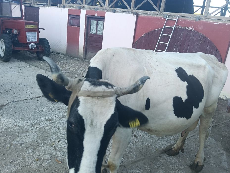 Vaca gestanta in 5 luni