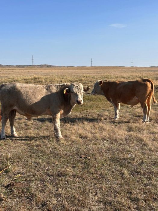 Продается бычкииии