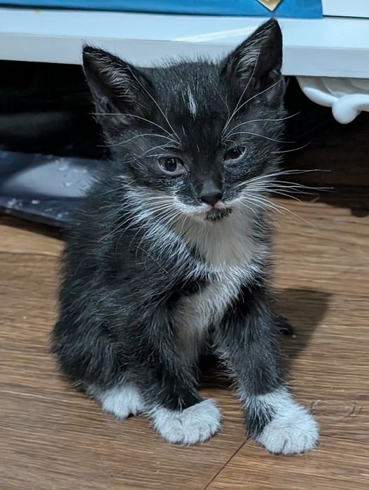 Отдам котят в добрые руки