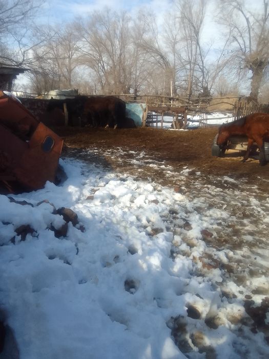 Жылкы, тай, жабагы