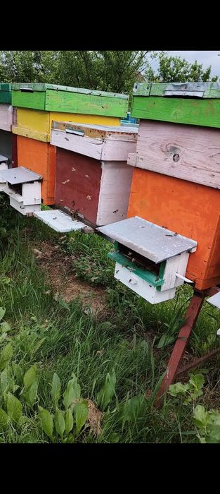 Vând familii de albine dadant 1/1. Cu sau fara  lada!