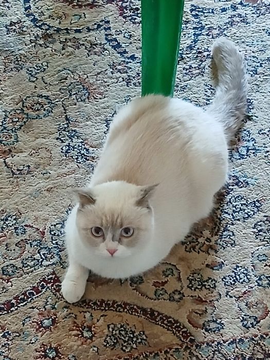 Сотилади зоти скотиш страйт