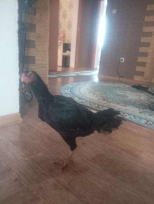 Срочно продам курицу брозильку