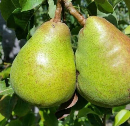 Par (Soiul Decana Comisiei )