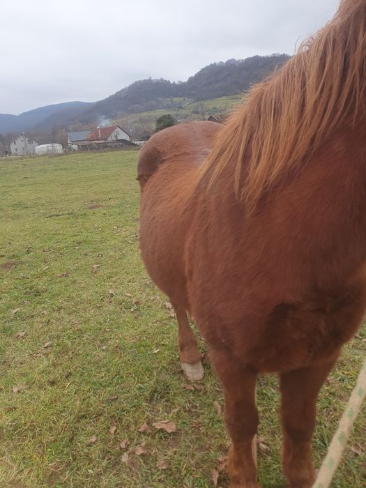 Iapa de vanzare mai batrana